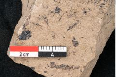 Foto (Detailansicht) von Araucaria sternbergii Goeppert (NHMW-GEO-2024-0188-8270)
